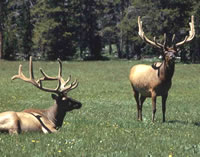 Bull Elk Hunting