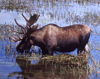 Bull Moose Hunting