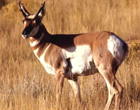 Antelope Hunting