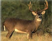 Whitetail Deer Hunting